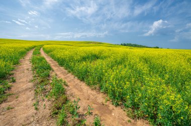 Kolza tohumu çok değerli ve çok yönlü bir mahsuldür. Tüm dünyada sarı kolza tohumu tarlaları görülebilir. Kolza yağı ve protein öğünlerinin gıda üretiminde birçok önemli kullanımı vardır.