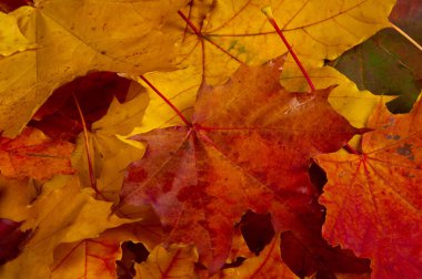 Beyaz arka planda sonbahar yaprakları. Ağaçları yapraklar dökülene kadar sev ve gelecek yıl tekrar denemeye davet et. Kazak havası birlikte daha güzel.