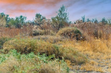 Sonbahar, Steppe. Çayırlar. Steppe 'in kalbine doğru yürü, kuru otlaklardan oluşan bir halının zemini kapladığı, sıcak sonbahar tonlarında boyadığı yere. Kendini bu el değmemiş doğa vahasına daldır..