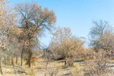 Bozkırlarda ve bozkırlarda sonbaharın güzelliğini keşfedin. Görkemli turanga ağacını doğal ortamında keşfedin..