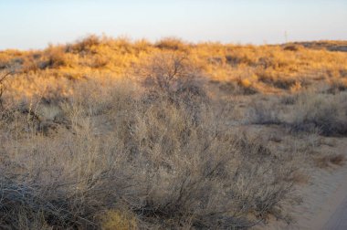 Gün batımında çölün huzurlu güzelliğinin tadını çıkar. Kum tepelerinin üzerinde gün batımındaki çarpıcı renk oyununa tanık olun. Kendinizi sonbahar bozkırının dinginliğine daldırın. Nefes kesici güzelliğin tadını çıkar.