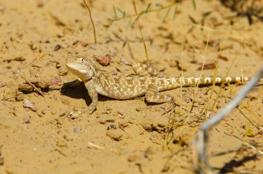 Agama, Agama ile birlikte Kazakistan 'ın korkunç kertenkelesini keşfet. Bu sürüngen türünün eşsiz özelliklerini öğrenin. Doğal ortamını ve doğadaki davranışlarını inceleyin..