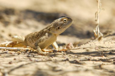 Ağa, etini ve kemiklerini tüketecek. Sadece Orta Asya 'nın efsanevi kartalı onu yenebilir. Ne pahasına olursa olsun kaçının..