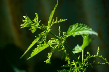 Isırgan yaprakları çeşitli sağlık sorunları için doğal bir ilaçtır. Yeşil ısırgan otu yaprağı antioksidan ve iltihap önleyici özellikler içerir. Çay, takviye ya da malzeme olarak kullanılabilir.