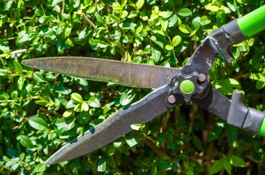 Bahçe makası kullanarak kolayca ağaçları budarlar. Bahçe makası kesin ağaç kesimi sağlar. Ağaçlarınız düzgün görünsün ve budama makası yardımıyla bakımlı olsun..