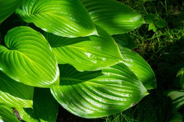 Hosta doğanın göz kamaştırıcı güzelliğini gösterir Yeşil hosta yaprakları rüzgarda zarif bir şekilde dans eder Doğa bahçe zevklerini besler