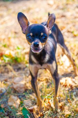 Küçük köpeğin büyük bir öfkesi vardır. Küçük köpeğin öfkesinin arkasında bir neden olabilir. Küçük köpeğin öfkesini anlamak ve onu yönlendirmek önemlidir.