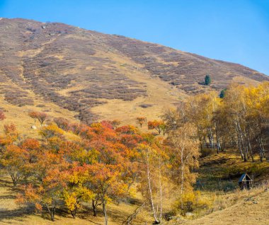 Sonbaharda, Tien Shan dağları görkemli ladin ve huş ağaçlarıyla süslenir. Nefes kesen manzara kayalık kayalıklar ve dingin dağ yükseklikleri ile gelişir..