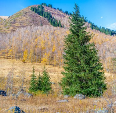 Tien Shan dağlarının ve sık ormanların güzelliğinin tadını çıkar. Sizi dehşete düşürecek nefes kesici bir manzara. Doğa Elevatio 'nun sunduğu çarpıcı manzaralarla ruhunu tazele..