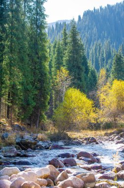 Tien Shan Dağları 'ndaki sonbaharın çarpıcı güzelliğinin tadını çıkarın. Kendinizi doğanın canlı renklerine daldırın. Doğa Orkestrası Senfonisi 'nin zıt renkleri ve paleti sizi büyülüyor..