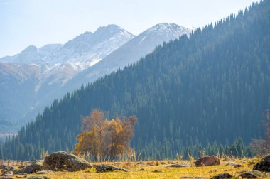 Kendinizi canlı sonbahar renkleri cennetine daldırın. Tien Shan sıradağları sonbaharın gölgeleriyle canlanır. Çelişkili paletlerin büyüleyici güzelliğini tecrübe et..