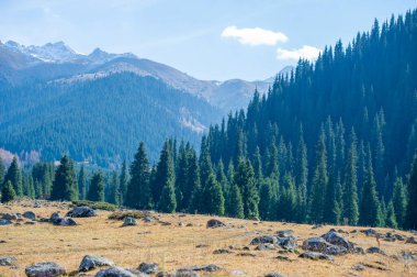 Tien Shan dağlarındaki sonbaharın güzelliğinin tadını çıkar. Yeşillik ve çam ağaçlarının arasında dolaş. Yol boyunca renkli çiçeklere hayran kal. Yemyeşil çam ağaçlarının arasında sakin bir gezinti yap..