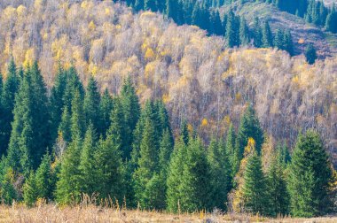 Sihirli bir ormanda sonbaharın güzelliğinin tadını çıkar. Canlı renklerle dolu Tien Shan köknar ağaçları arasında dolaş. Bu güzel manzaranın nefes kesici fotoğraflarını çek..