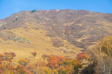 Sonbaharda Tien Shan dağlarının çarpıcı güzelliğini tecrübe edin. Renkli yeşilliklere ve nefes kesici manzaraya tanık olun. Kendinizi doğanın sonbahar renklerine daldırın.