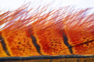 Sonbaharın büyüleyici renklerini bu muhteşem sülün tüyüyle kutlayın! Sıcak, dünyevi tonları ve zarif dokusu her ortama doğal ihtişam katar. Sonbahar Paleti