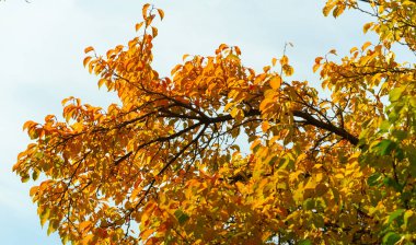 Ağaçların dallarında sonbahar yaprakları. Sonbahar yaprakları altın gibi dökülür, gökkuşağı gibi, değişim rüzgarları esmeye başlar, Eylül 'ün son günlerini görmezden gelerek..