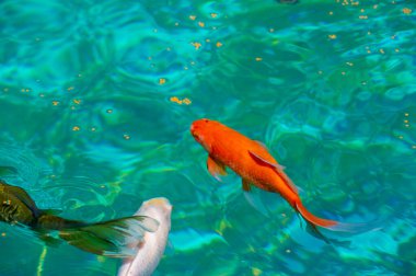 Koi sazan balığıyla sınırsız olasılıkların sihrini tecrübe et. Belirsizliğin ortasında heyecanlı anların tadını çıkar. Bu mükemmel resimle sonsuz olasılıkları ve mucizeleri serbest bırak..