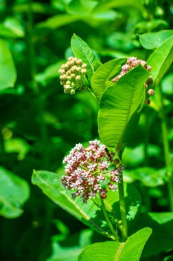 Asclepias syriaca, yaygın spurge, kelebek çiçeği, ipek böceği, doğanın hassas başyapıtı! Parlak yeşil bir bitkinin üzerinde açan bu beyaz çiçeğin güzelliğine hayranım. Muhteşem Çiçek Kontrastı