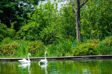 Park Gölü 'ndeki kuğular, Görkemli zarafet bu iki kuğunun parkın sakin sularında zarifçe süzülmesine tanık oluyor. Huzur ve zarafetin mükemmel bir vücut bulmuş hâli..