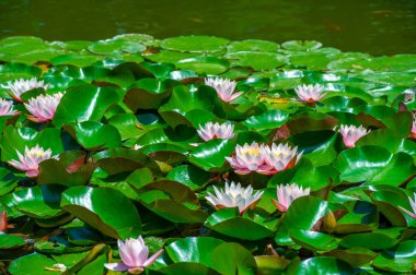 Lotus. Nelumbo. Nymphaeaceae. Nilüfer çiçeği. Doğanın suluboya paleti bu canlı nilüferlerin büyüleyici güzelliğine kendinizi daldırın, sessiz bir göleti yaşayan bir başyapıta dönüştürün.