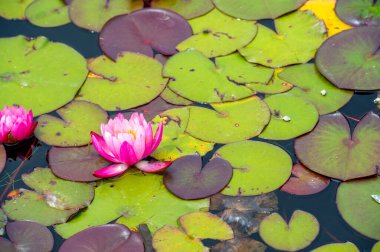 Sihirli bir dünyada kaybolan su zambakları kadife yapraklarını açar ve aşıkları doğanın en saf romantizminin fısıltılarına dalmaya davet eder. Romantik Kaçış Sevimli Lily Pond