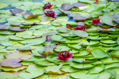 Lotus. Nelumbo. Nymphaeaceae. Su zambağı. Saflığın ve aydınlanmanın sembolü. Pembe, beyaz ve sarı gibi çeşitli renklerde gelir. Genellikle Budizm ve Hinduizm ile ilişkilendirilir..