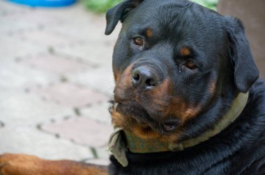 Korkusuz ve otoriter gardiyan sessizce güç hissi yayar Rottweiler yaşamının özünü somutlaştırır.