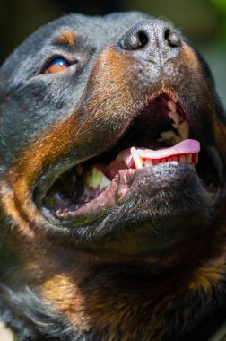 Köpek içgüdülerinin yoğunluğuna ve yönüne bir örnek. Koruyan ve koruyan güçlü bir güç. Bir bekçi köpeğinin içgüdüsel doğasını gösterir..