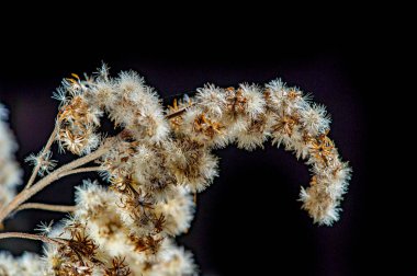 Sofistike ve zarif bir görünüş için eşsiz bir renk kombinasyonu. Sonbahar temalı tasarımlar ya da davetiyeler için ideal. Goldenrod 'un siyah arkaplanındaki çarpıcı karşıtlık sıcaklık ve derinlik ekler