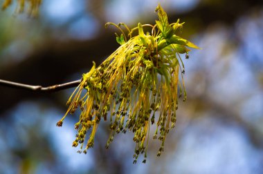 Sarı akçaağaç çiçeklerinin canlı tonlarında bahar melteminde dans eden doğanın güzelliğini yakala. Doğa aşıkları ve fotoğraf meraklıları için ideal..