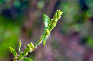 Yaprak döken çalıların ve küçük ağaçların yaklaşık 20 türü. Farklı isimlerle biliniyor, örneğin, Shadbush. Serviceberry. Haziran. Gül ailesine ait..