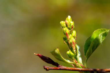 Also known as shadbush. Service berry. June berry. Iranian berry. Sugar plum. Or wild plum. It grows in both North America and Europe. Species of deciduous shrubs and small trees of the rose family. clipart