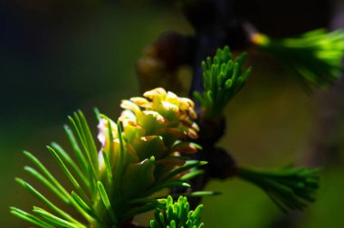 Pembe tomurcuklu doğanın nefes kesici güzelliğinin tadını çıkarın. Canlı pembe kozalaklarla süslenmiş çam dallarının nadir ve nefes kesici görüntüsüne tanık olun. Baharın büyüsünü çiçek açan çam ağaçlarıyla yaşayın.