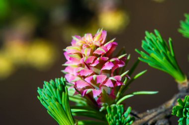 Baharda parlak pembe kozalakların göz kamaştırıcı güzelliği. Çiçek açan çam ağaçlarının eşsiz ve nadir türlerini takdir et. Doğayla bağlantı kur ve yeni başlangıçların büyüsüne tanık ol..