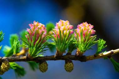 Baharda parlak pembe kozalakların göz kamaştırıcı güzelliği. Blooming Pines 'ın doğa harikalarının kıymetini anlamak için bir dakikanızı ayırın. Doğanın güzelliğinin ender bir görüntüsünü yakalayın..