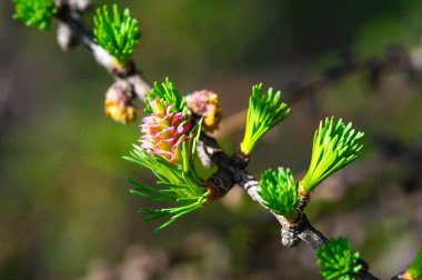 Görkemli bir çam dalında çiçek açan zarif pembe çiçeklerle bir huzur anı yaşayın, doğal dünyada bizi çevreleyen güzelliği hatırlatın. Büyülü Orman