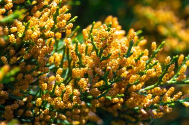 Ardıçlar dayanıklı ve kuraklığa dayanıklı bitkilerdir. Genellikle bahçe düzenlemelerinde süs çalı olarak kullanılır. Bazı ardıç türleri cin yapımında kullanılan böğürtlenleri üretir..