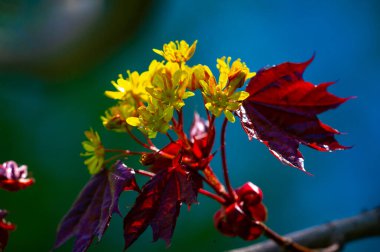 Acer Rubrum, Kuzey Amerika 'daki en yaygın yaprak döken ağaçlardan biri. Akçaağaç ya da akçaağaç olarak da bilinir. Kıtanın doğu ve orta bölgelerine dağıtılmıştır..