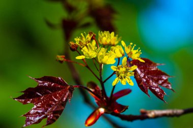 Acer Rubrum, genellikle bataklıklar, dere yatakları ve sel yatakları gibi ıslak alanlarda bulunur. Sonbaharda canlı kırmızı yapraklar üretir. Özsuyu akçaağaç şurubu yapımında kullanılabilir..
