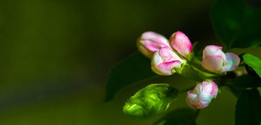 Çiçek açmış pembe bir elma ağacının çarpıcı yakın plan fotoğrafı. Doğanın nazik güzelliği, en küçük ayrıntısına kadar yansıtılır. Herhangi bir alan veya projeye zarafet katmak için ideal.