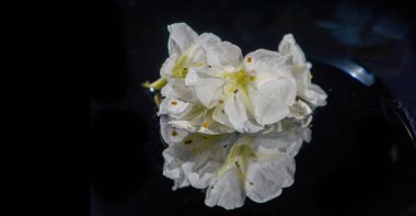 Çarpıcı dekoratif rhododendron çiçekleri. Siyah arka planda güzel bir kontrast. Herhangi bir boşluğa zarafet eklemek için ideal.