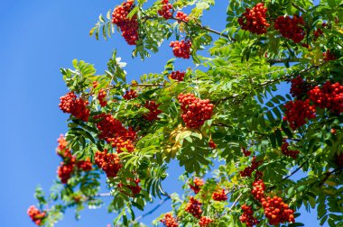 Kırmızı, turuncu ve sarı renkli canlı tonlarda çarpıcı bir etki yaratıyor. Güneşin altında parlayan yapraklar büyülü bir atmosfer yaratır. Açık hava fotoğraf çekimi ya da doğa yürüyüşleri için ideal bir zemin..