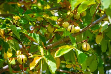 Favori sonbahar hasadı. Lezzetli bir aperatif için kestane pişir. Ağaçtan yeni çıkmış kestanelerle sıcak sonbahar atmosferinin tadını çıkar..