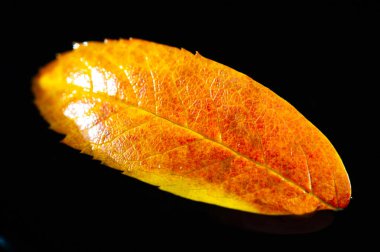 Parlak kırmızı rowan yaprağıyla güzel bir sonbahar temalı tasarım. Renklerin kontrastı yaprağın siyah arkaplana karşı durmasını sağlar. Sonbahar temalı grafikler veya tasarımlar için ideal.