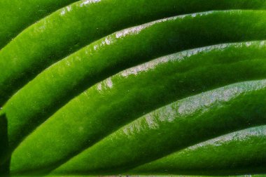 Tropikal bitki tasarımı ile doku arka planı. Parlak ve tahmin edilebilir ürünler yap. Duvar kağıdı ya da grafik tasarımı projeleri olarak kullan.