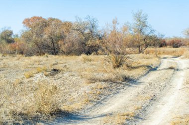 Sonbahar, Steppe. Çayırlar. Yapraklar dökülmeye başladığında bu toprak yolda bozkırın gizli harikalarını keşfedin. Kendini doğanın saf güzelliğine daldır.,