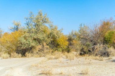 Sonbahar, Steppe. Çayırlar. Bozkırın nefes kesen manzarasına giden toprak bir yolda manzaralı bir yolculuğa çıkın. İnsan ve doğa arasındaki ahenge tanık olun..