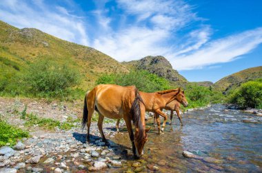 Nehir atlarla yarışıyor, su içiyor. Akan bir nehir ve bir at sürüsüyle doğal manzara. Susuzluklarını gideren vahşi atların güzel bir görüntüsü..