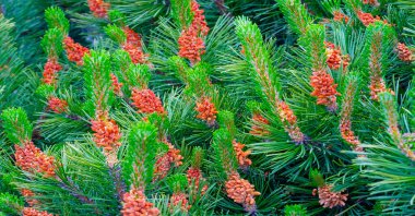 Needles. Pine needles. Texture. background. pattern.