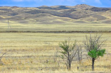Çayır, düz, çöl. Çölün altın gölgesinde teselli bulmak Çöl Rüyaları
